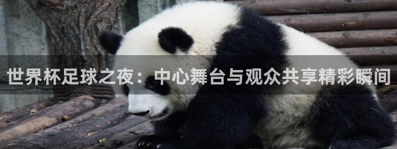 世界杯 直播：世界杯足球之夜：中心舞台与观众共享精彩瞬间